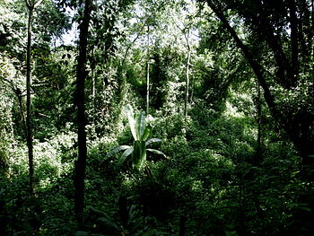 English: Impression of Kakamega Rain Forest