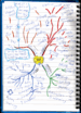 English: This mindmap (Mind map) consists of r...